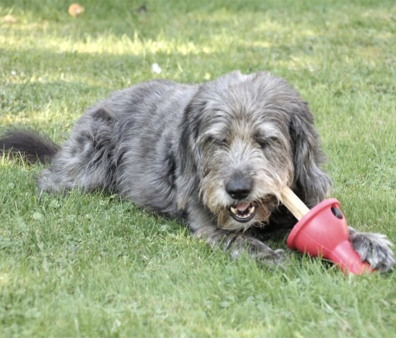 Boneguard-Knochenhalter, © Boneguard Boneguard-Knochenhalter, © Boneguard