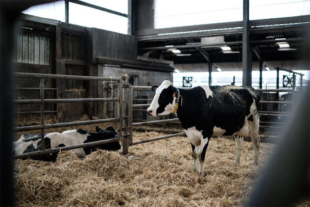 Engelshof - Tiere, © Zukunftsinitiative Eifel (c) Lars May Engelshof - Tiere, © Zukunftsinitiative Eifel (c) Lars May