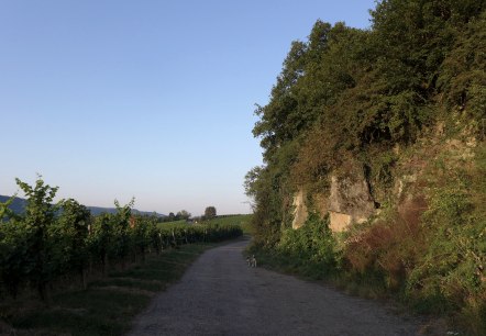 Weinberg, © Deutsch LuxemburgischeTourist Info Weinberg, © Deutsch LuxemburgischeTourist Info