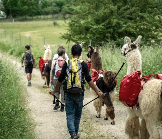 Eine Lamawanderung mit Kindern, © nomad Eine Lamawanderung mit Kindern, © nomad