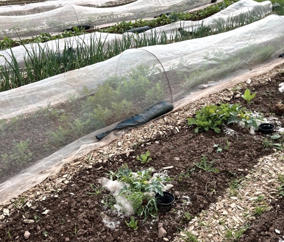 Das Gemüse wächst gut, © Eifel Tourismus GmbH/Angelika Koch Das Gemüse wächst gut, © Eifel Tourismus GmbH/Angelika Koch