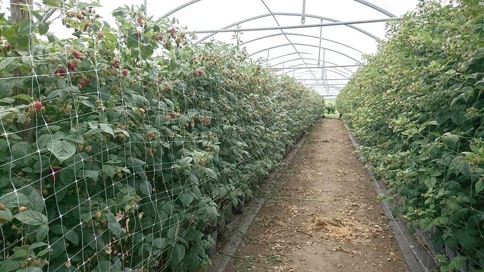 Rosen- und Beerengarten 3, © https://rosen-und-beerengarten.de/ Rosen- und Beerengarten 3, © https://rosen-und-beerengarten.de/