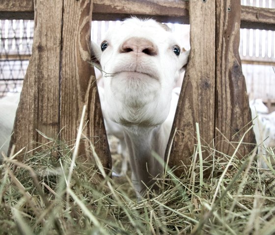 Vulkanhof Ziegen, © Andreas Goltz | phormat.de Vulkanhof Ziegen, © Andreas Goltz | phormat.de