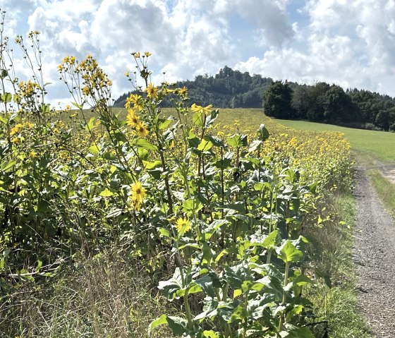 Silphie-Feld nah, © Eifel Tourismus GmbH Silphie-Feld nah, © Eifel Tourismus GmbH