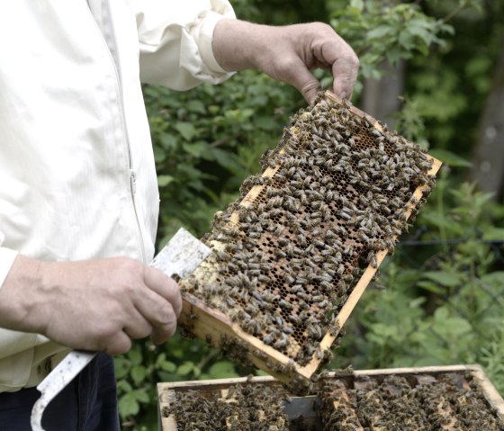 Eine Wabe, © Eifel Tourismus/Petra Grebe Eine Wabe, © Eifel Tourismus/Petra Grebe