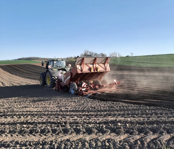 Die Kartoffeln werden gesetzt, © Kartoffel Landvogt Die Kartoffeln werden gesetzt, © Kartoffel Landvogt