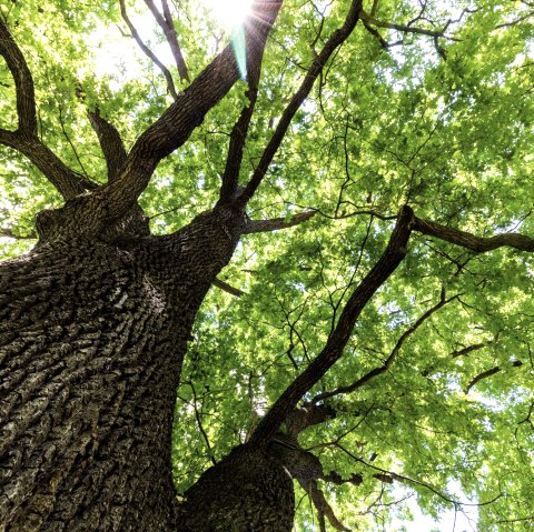 Baum-Wald, © Adobe Stock Baum-Wald, © Adobe Stock