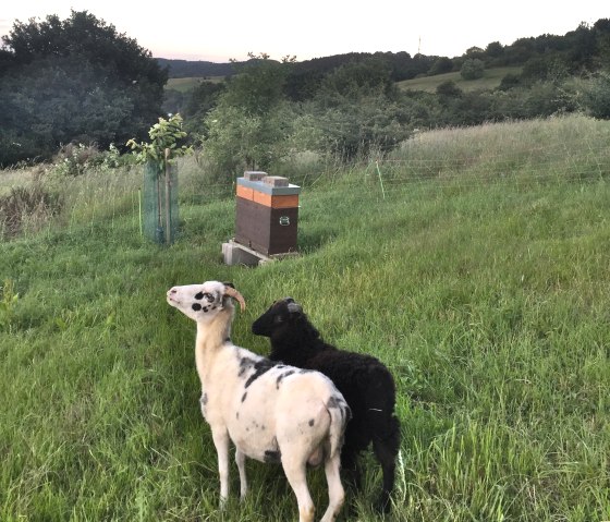 Direkt hinterm Haus grasen die Schafe., © Familie Es Sebti Direkt hinterm Haus grasen die Schafe., © Familie Es Sebti