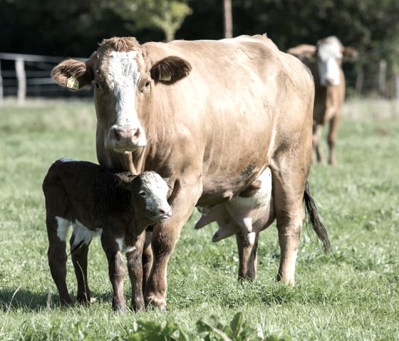 Landwirtschaft gehört immer noch dazu, © Landgasthof Gut Marienbildchen Landwirtschaft gehört immer noch dazu, © Landgasthof Gut Marienbildchen