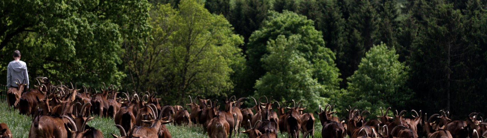 Hof Steinrausch - Ziegenherde, © Regiono Esch Hof Steinrausch - Ziegenherde, © Regiono Esch