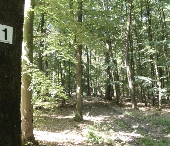 Ein Waldweg mit einem Baum im Vordergrund, der ein Schild mit der Nummer 1 und dem Schriftzug 'Eifelverein' trägt. Sonnenlicht fällt durch die Blätter., © TI Bitburger Land Ein Waldweg mit einem Baum im Vordergrund, der ein Schild mit der Nummer 1 und dem Schriftzug 'Eifelverein' trägt. Sonnenlicht fällt durch die Blätter., © TI Bitburger Land
