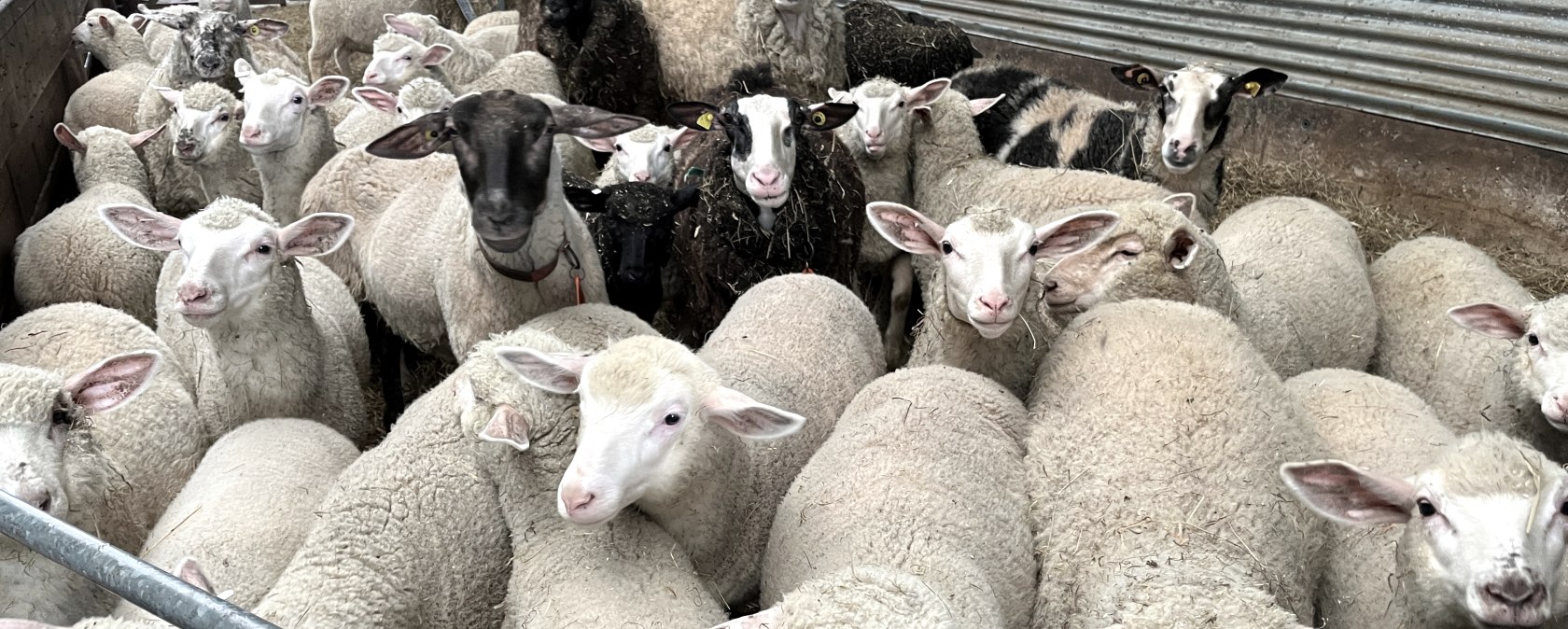 Schafe auf dem Hof von Familie Johnen, &copy; Eifel Tourismus GmbH/Angelika Koch