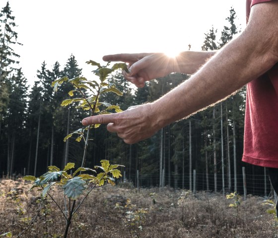 Gerolsteiner Zukunftswald-1, &copy; Gerolsteiner