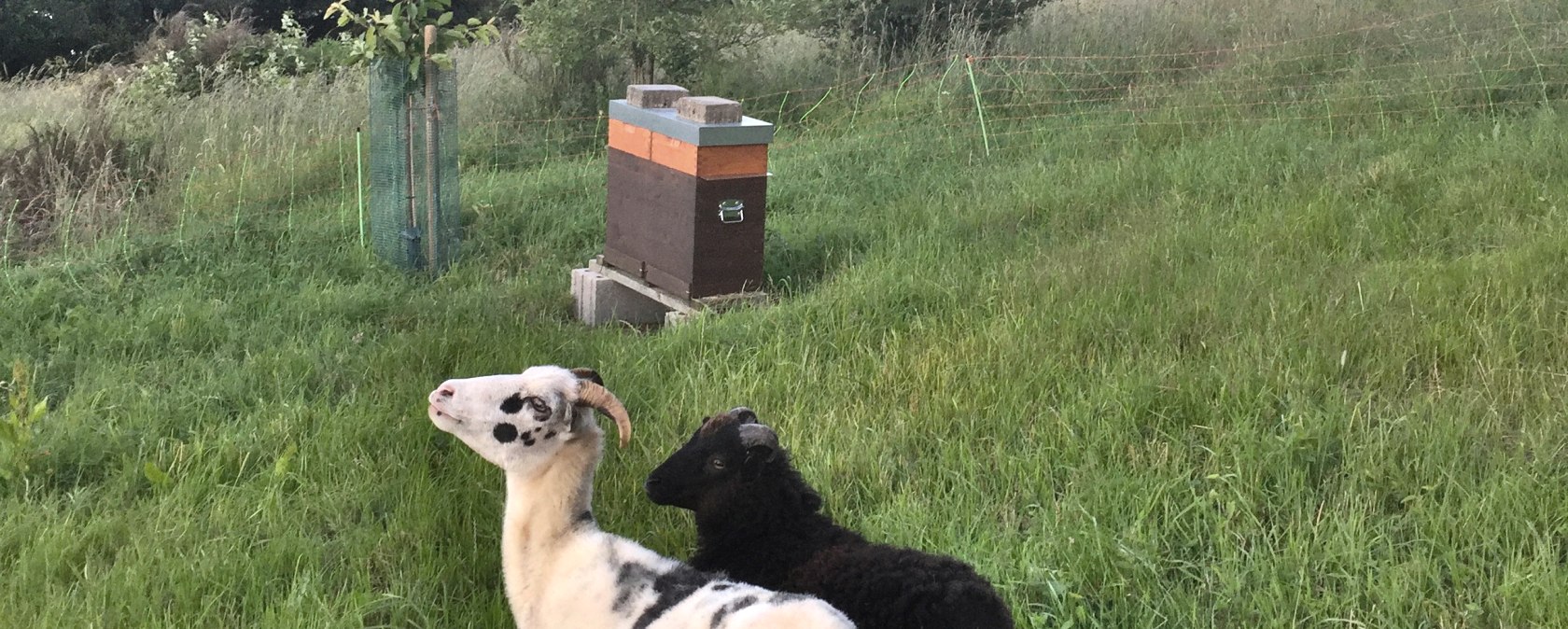 Direkt hinterm Haus grasen die Schafe., &copy; Familie Es Sebti
