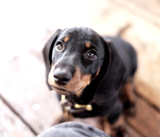 Cloth Agenturhund, &copy; Cloth GmbH