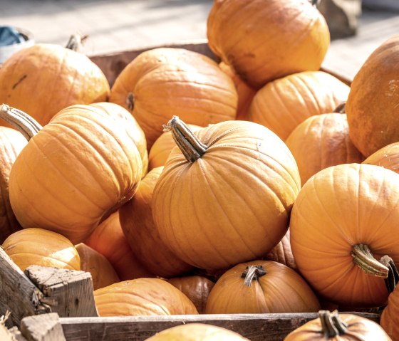 K&uuml;rbisschau auf dem Krewelshof, &copy; Eifel Tourismus GmbH, Dominik Ketz