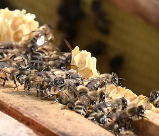 Bienen auf einer Wabe, © Eifel Tourismus/Petra Grebe