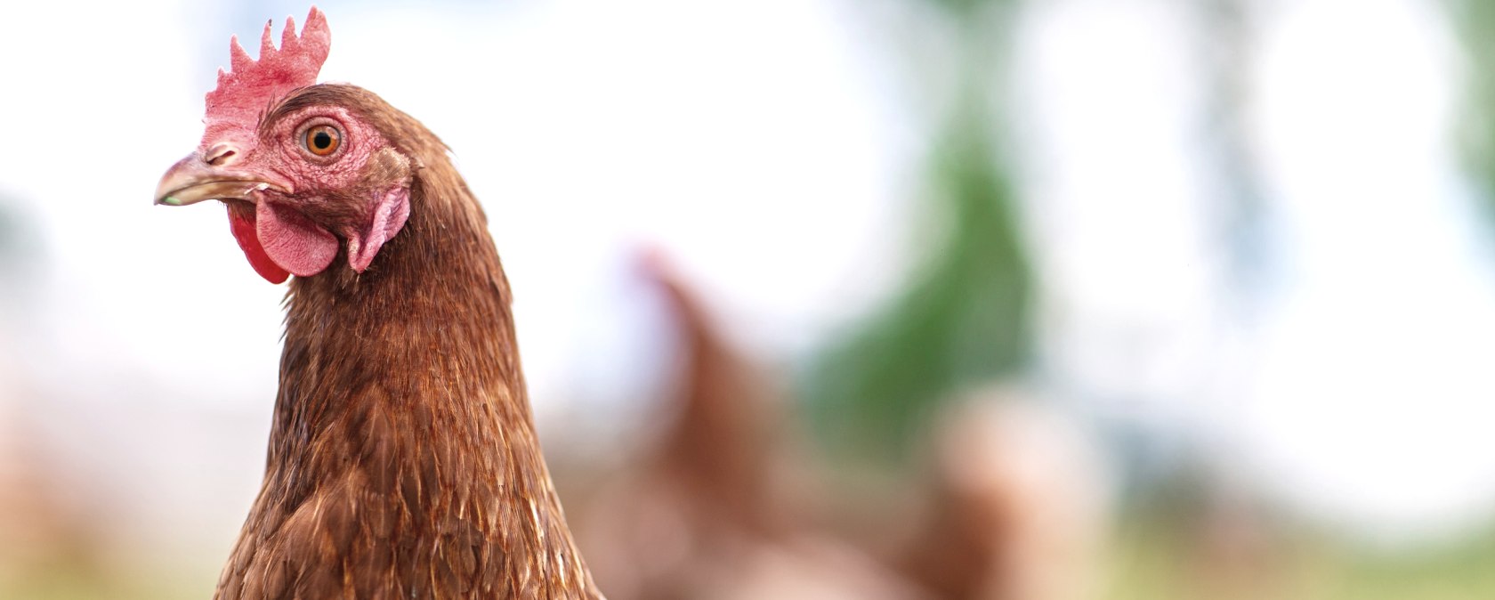 Huhn auf dem Eichenhof, &copy; Familie Eich