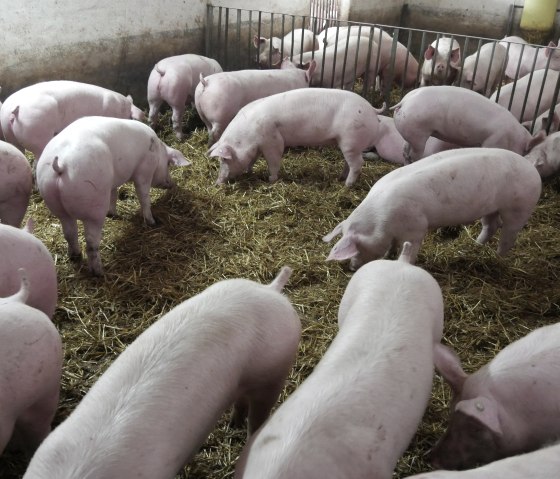 Schweine Lamberty, &copy; Regionalmarke EIFEL