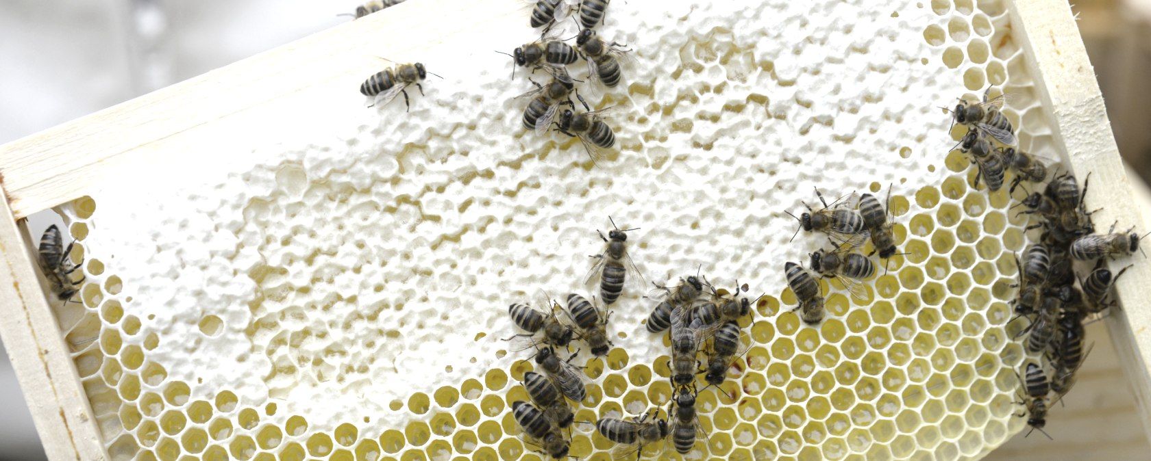 Eine Wabe mit Honig, &copy; Eifel Tourismus/Petra Grebe