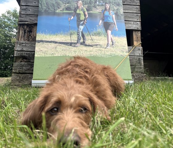 B&uuml;rohunde sind erlaubt, &copy; GesundLand Vulkaneifel