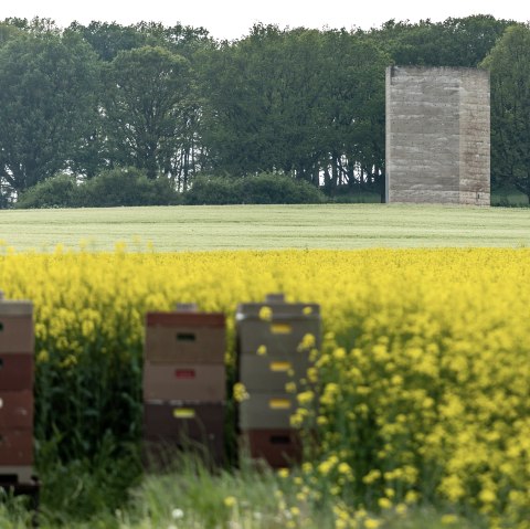 Bruder Klaus Kapelle vor bl&uuml;hemdem Raps, &copy; Eifel Tourismus GmbH, AR - shapefruit AG