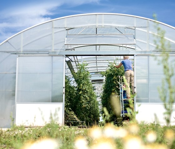 S&uuml;deifeler Tomaten, &copy; Marx-Lieser GbR