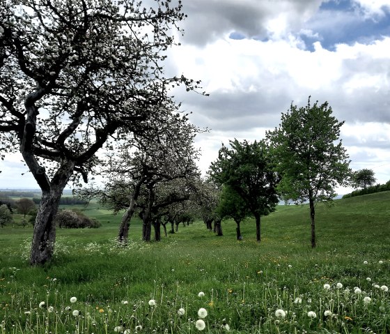 Streuobstwiese, © Eifel Tourismus