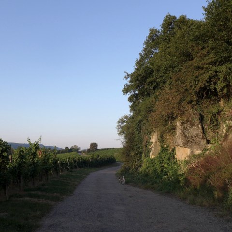 Weinberg, &copy; Deutsch LuxemburgischeTourist Info