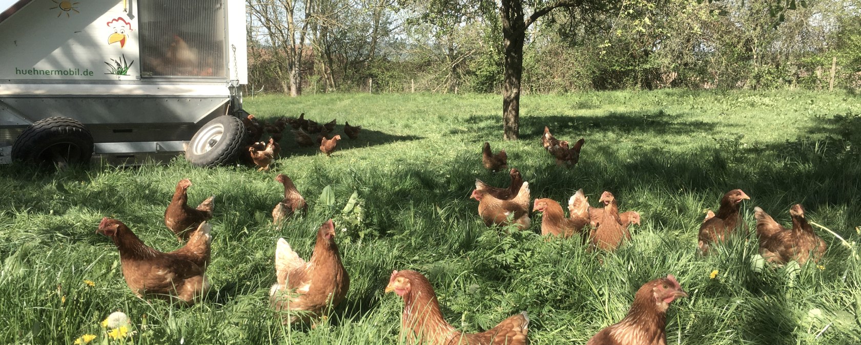 Die H&uuml;hner haben viel Auslauf, &copy; Hof Breit