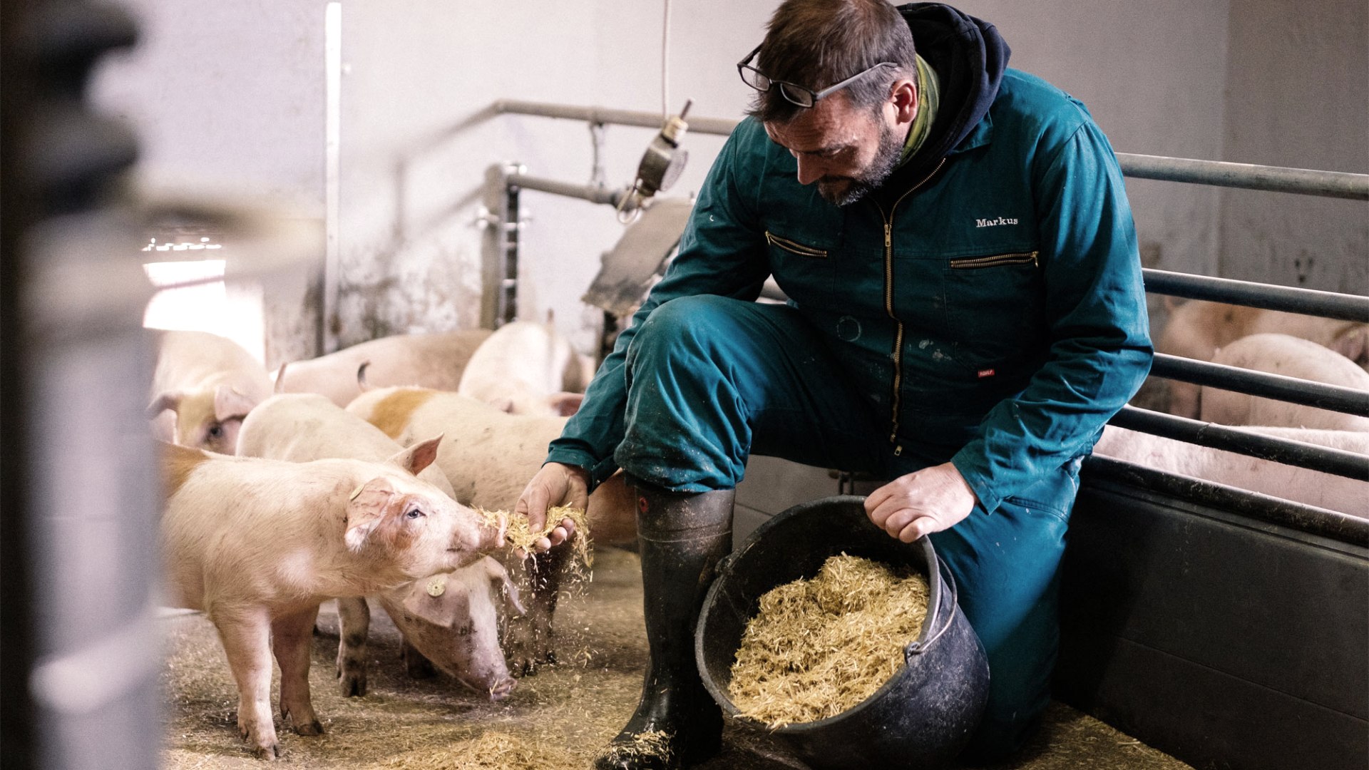 F&uuml;tterung der Ferkel, &copy; Zukunftsinitiative Eifel (c) Lars May