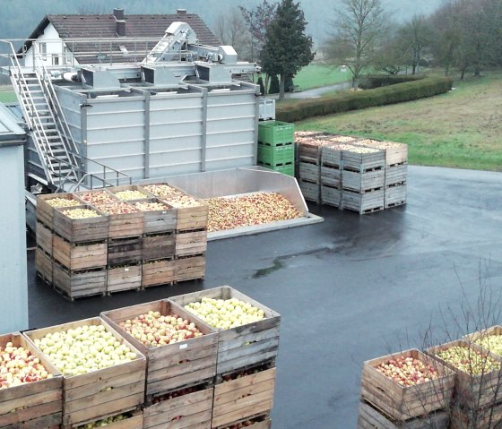 Apfel-Anlieferung, © Marc Conrad