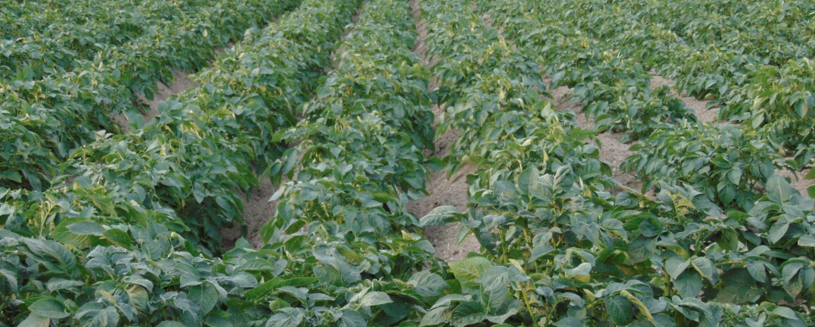 Auf den Feldern , &copy; Kartoffel Landvogt