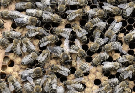 Bienen auf der Wabe, &copy; Eifel Tourismus/Petra Grebe