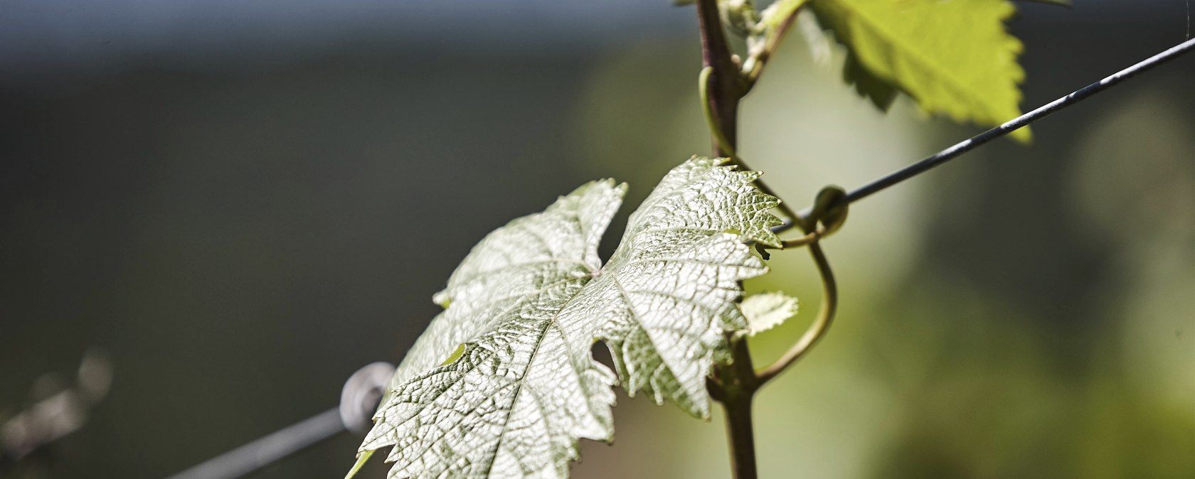 Weinreben, © Marco Rothbrust