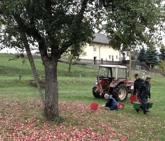 Obsternte, © Fam Hahn