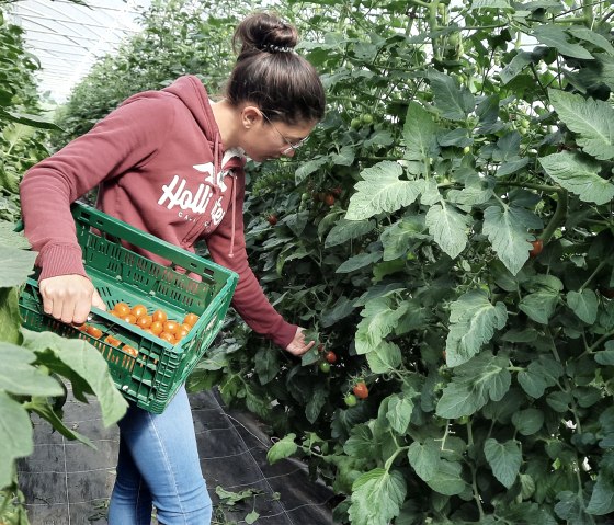 S&uuml;deifeler Tomatenernte, &copy; Eifel Tourismus
