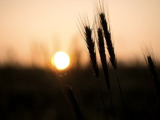 &Auml;hren auf dem Feld, &copy; Josef Utters