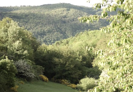 Nationalpark Eifel