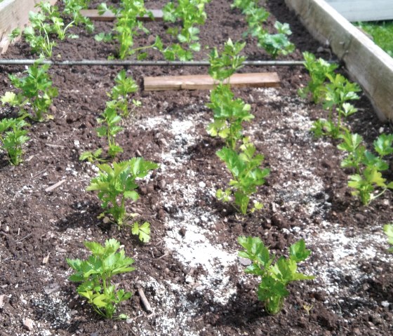 Die Jungpflanzen sind gut angewachsen, &copy; Jana Johnen