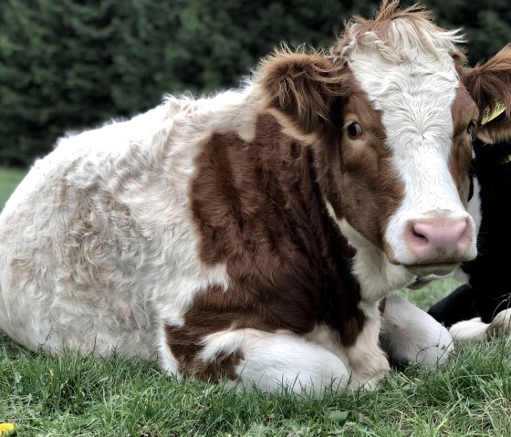 Kalb, &copy; TI Adenau &copy;Sebastian_Schulte