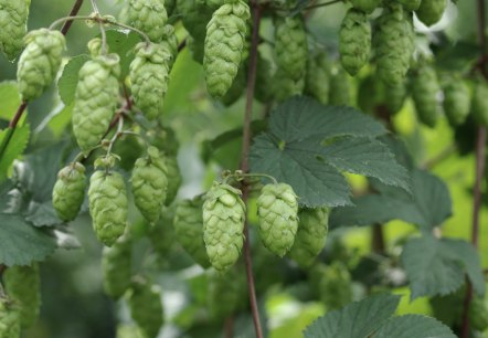 Hopfen, &copy; Felsenland S&uuml;deifel Tourismus Gmbh, Peter Weber