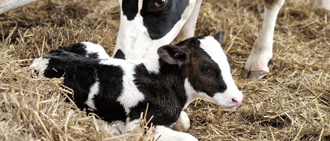Kalb im Stroh, &copy; Sonja Tobias/Engelshof