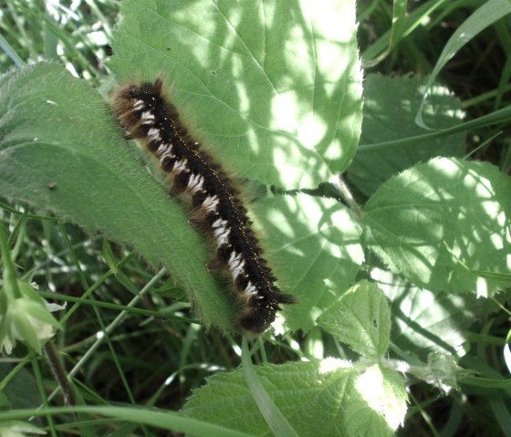 links und rechts des Weges