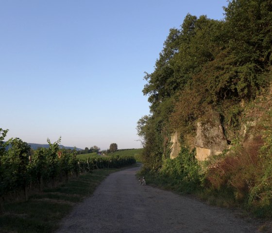 Weinberg, &copy; Deutsch LuxemburgischeTourist Info