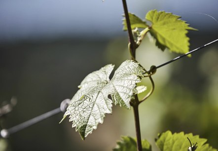 Weinreben, © Marco Rothbrust