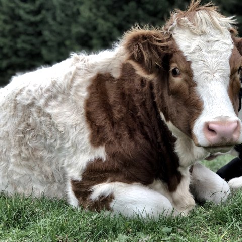 Kalb, &copy; TI Adenau &copy;Sebastian_Schulte