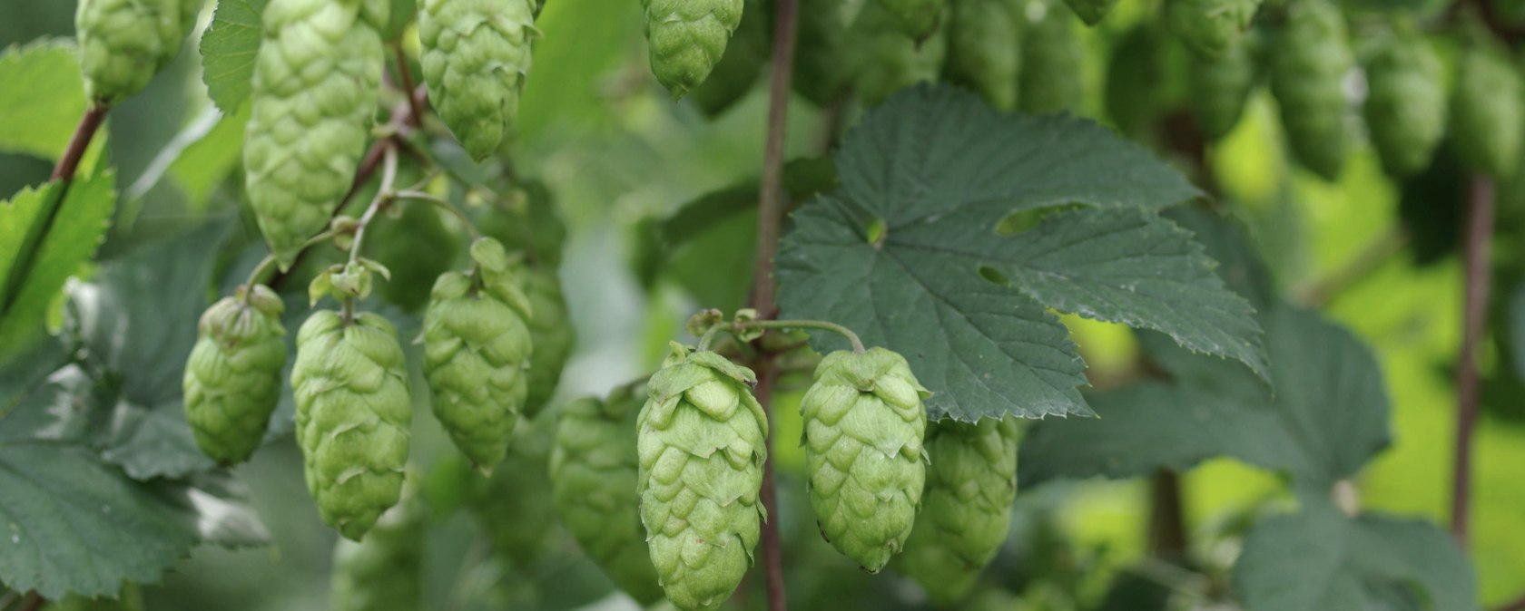 Hopfen, &copy; Felsenland S&uuml;deifel Tourismus Gmbh, Peter Weber