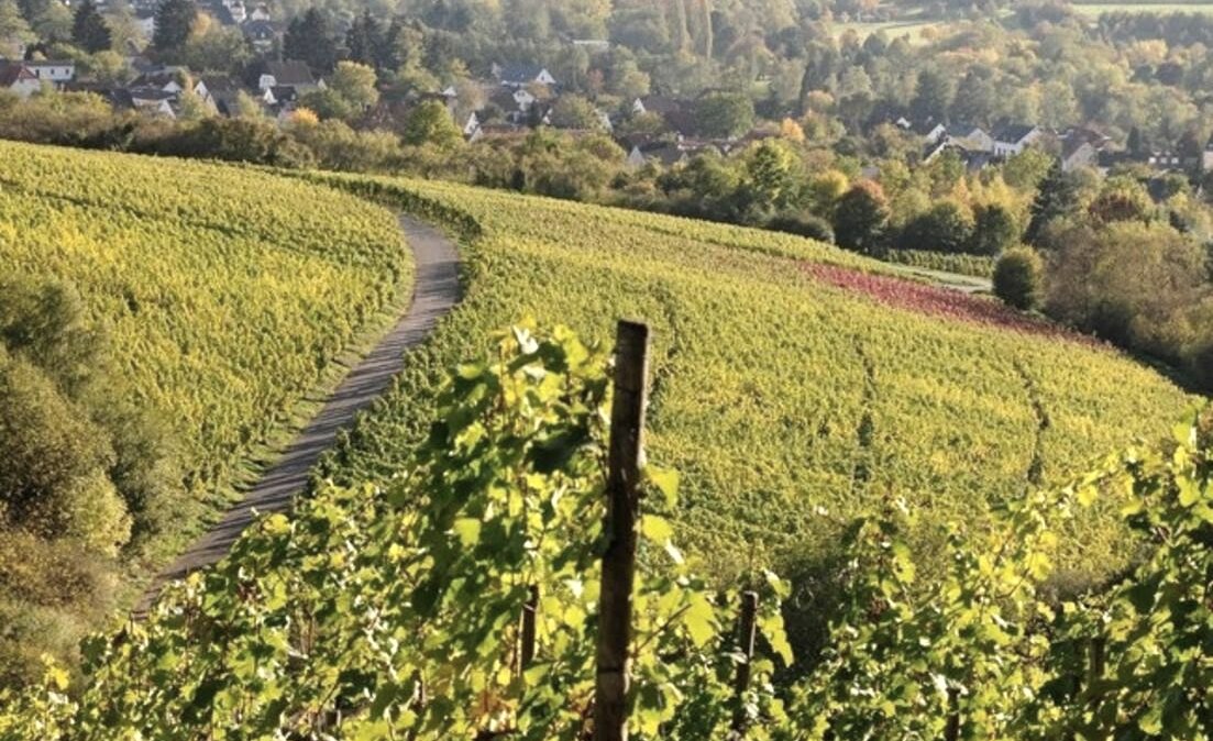 Weinberge, © Tourist-Information Wittlich Stadt & Land