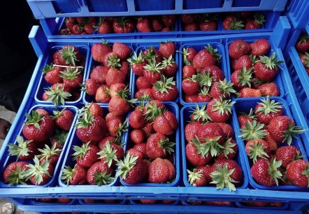 Rosen- und Beerengarten, &copy; https://www.facebook.com/Rosen-und-Beerengarten-11